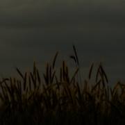 Stefan-Kredler: Daemmerung4