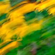 Hans-Werner Bormann: Farbenpracht im Garten