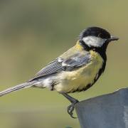 Felix Petrenz: Vogelpirsch im Kaiserstuhl 1