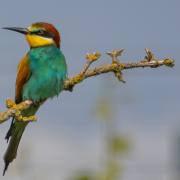 Felix Petrenz: Vogelpirsch im Kaiserstuhl 2