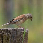 Felix Petrenz: Vogelpirsch im Kaiserstuhl 4