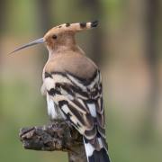 Felix Petrenz: Vogelpirsch im Kaiserstuhl 3