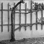 Armin Burger Ph.M. Blumenhaus Garten
