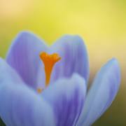 Anton Döbele: Krokus_1