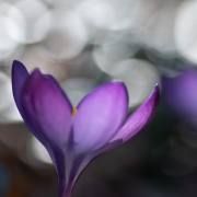 Anton Döbele: Krokus_2