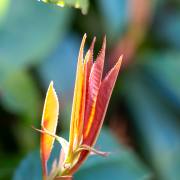 Petra Christ: Frühlingserwachen