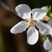 Petra Christ: Blümchen