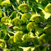 Petra Christ: florales Glockengeläut