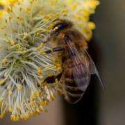 Petra Christ:  frühe Biene fängt den Nektar