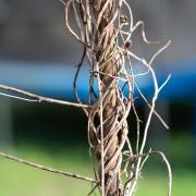 Petra Christ: einnehmend