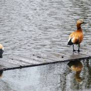 Manfred Schäfer: Rostgänse