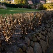 Hans-Werner Bormann: Hecke im Winter