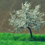 Monika Schäfer: Frühjahr 3