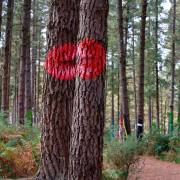 Hans-Werner Bormann: Im Bosque de Oma (Nordspanien) I