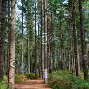 Hans-Werner Bormann: Im Bosque de Oma (Nordspanien) III