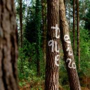 Hans-Werner Bormann: Im Bosque de Oma (Nordspanien) V