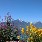 T. Muschalla: Genfer-See-1