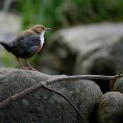 Helmut Körner -Wasseramsel-