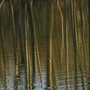 Renate-Warnecke_Taubergiessen-1