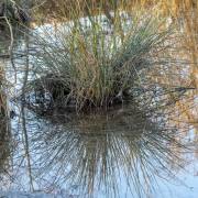 Renate-Warnecke_Taubergiessen-3