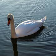 Renate-Warnecke_Taubergiessen-5