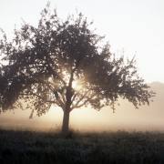 Dusan Minarik: Bäume Impressionen 1
