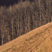 Dusan Minarik: Bäume Impressionen 2