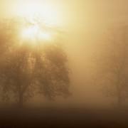 Dusan Minarik: Bäume Impressionen 3