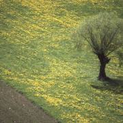 Dusan Minarik: Bäume Impressionen 4