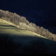 Dusan Minarik: Bäume Impressionen 5