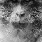 Federica Degay: Ein Affe ist auch nur ein Mensch