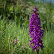 Christoph Klitsch-Ot: Kleines Knabenkraut 2