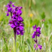 Christoph Klitsch-Ott: Kleines Knabenkraut 1