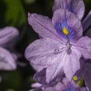 Christoph Klitsch-Ott: Botanischer Garten Basel2