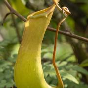 Christoph Klitsch-Ott: Botanischer Garten Basel1