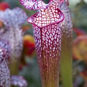 Christoph Klitsch-Ott: Botanischer Garten Basel4