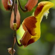 Christoph Klitsch-Ott: Botanischer Garten Basel3