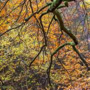 Anton Döbele: Herbstwald_1