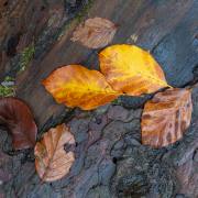 Anton Döbele: Herbstwald_2