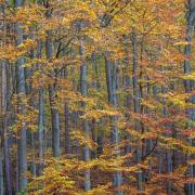 Anton Döbele: Herbstwald_3