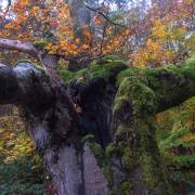 Anton Döbele: Hutewald_1