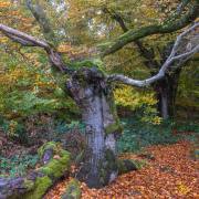 Anton Döbele: Hutewald_2