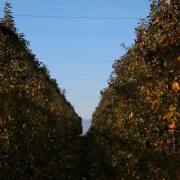 T. Muschalla: Durchblick-1