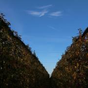 T. Muschalla: urchblick-2