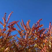 T. Muschalla: Essigbaum-1