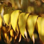 T. Muschalla: Essigbaum-2