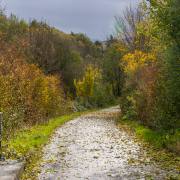 Felix-Petrenz: Herbst-im-Dreisamtal-4