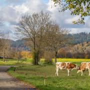 Felix-Petrenz: Herbst-im-Dreisamtal-5