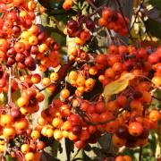 T. Muschalla: Goldener-November