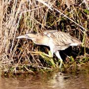 Monika Schäfer: Rohrdommel